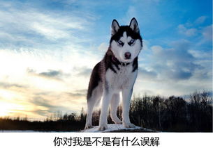 新款汽车哈士奇价格多少(新款汽车哈士奇价格多少，深度解析与预测)