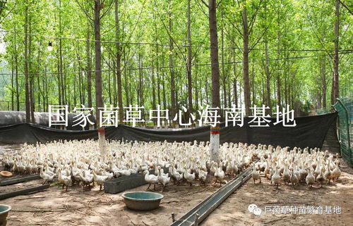 在籍汽车数量多少(探究在籍汽车数量的现状与发展趋势)