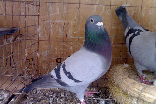 汽车冷气多少小时(汽车冷气运行时长，多少小时最适宜？