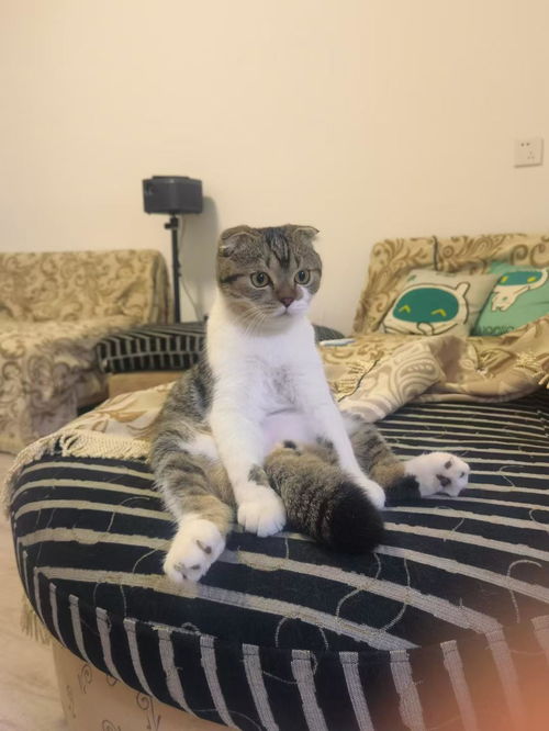 汽车摇号价格多少(汽车摇号价格多少，深入了解与全面分析)