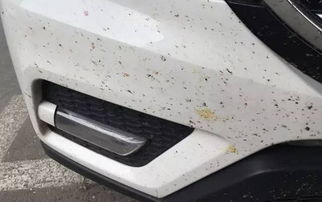 汽车撞死多少虫子(汽车撞死多少虫子,生态与科技的微妙平衡) 汽车撞死多少虫子(汽车撞死多少虫子,生态与科技的微妙平衡)