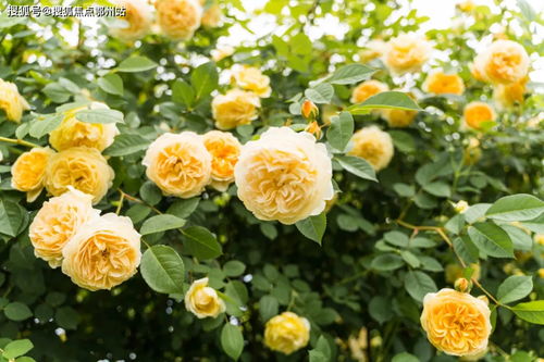 灌阳汽车打蜡价格多少(灌阳汽车打蜡价格解析)