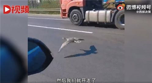 贴地飞行汽车极速多少