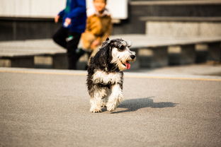 狗撞汽车赔偿多少