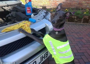 汽车超载带狗罚款多少