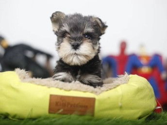 雪纳瑞汽车多少钱