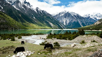 然乌湖汽车营地收费多少