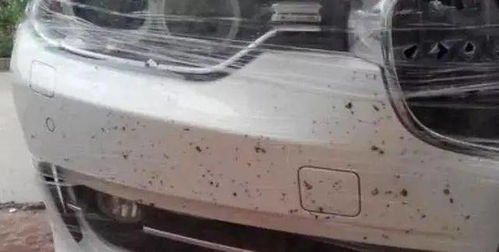 汽车撞飞虫多少合适 汽车撞飞虫多少合适