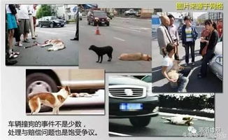 汽车撞狗赔偿多少