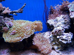 海洋汽车摆件价格多少