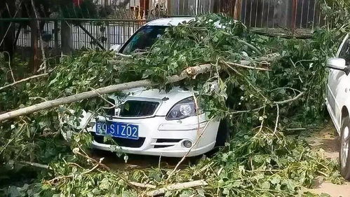 小区里汽车多少速度