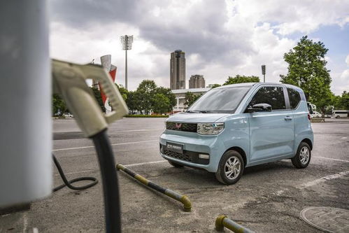 汽车毛豆多少钱