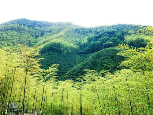 汽车公园占地多少亩