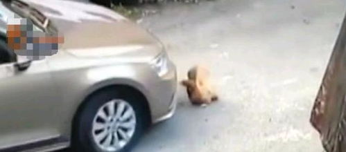 汽车碾压快递赔偿多少 汽车碾压快递赔偿多少