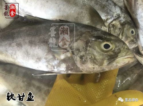 汽车鱼价值多少合适