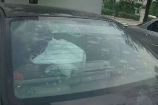 汽车有多少层膜 汽车有多少层膜