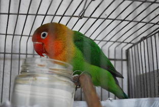 汽车鹦鹉多少钱