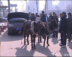 毛驴汽车多少钱 毛驴汽车多少钱