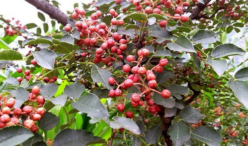 汽车可以放多少花椒