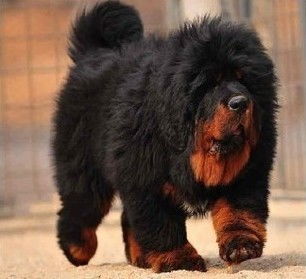 藏獒汽车多少钱