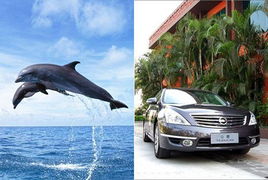 顺德海豚汽车补贴多少