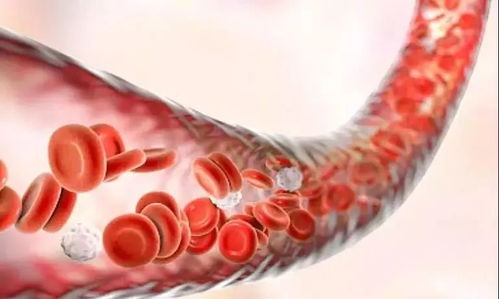 汽车血管长度多少合适 汽车血管长度多少合适