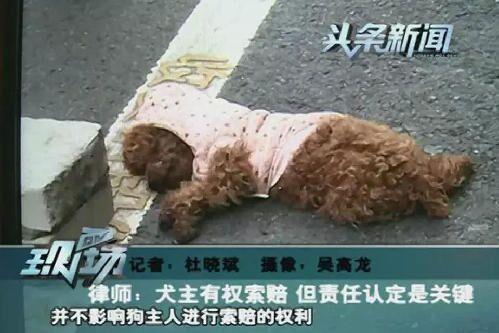 汽车撞死狗狗赔付多少