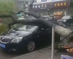 温岭有多少辆汽车