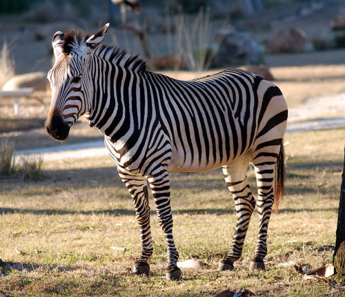 斑马与zebra