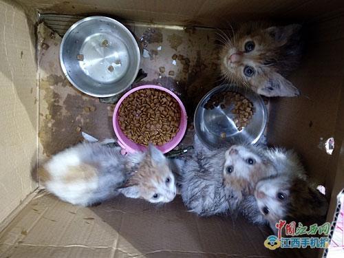 掉入火锅小猫已离世