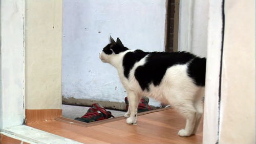 掉入火锅小猫已离世