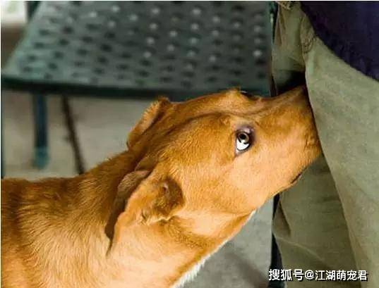 狗狗与小主人绕圈追逐竟懂得回头堵(狗狗与小主人绕圈追逐，竟懂得回头堵)