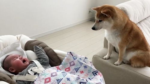 狗狗与小主人绕圈追逐竟懂得回头堵(狗狗与小主人绕圈追逐，竟懂得回头堵)