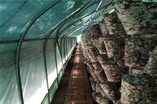 汽车大棚多少钱 汽车大棚多少钱