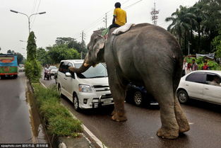 大象汽车多少钱 大象汽车多少钱