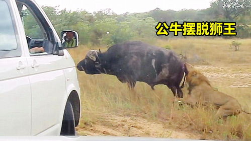 多少牛可以拉走汽车 多少牛可以拉走汽车