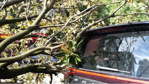 林木汽车多少钱