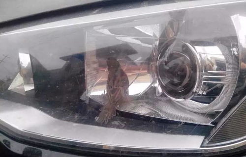 汽车大灯工厂利润多少