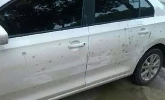 汽车白色漆多少种