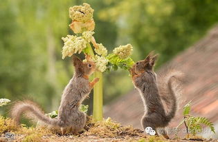 小松鼠高多少汽车 小松鼠高多少汽车