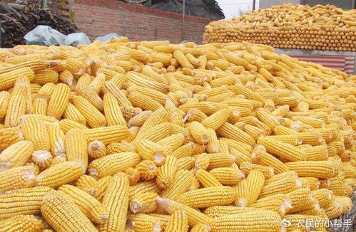 玉米汽车多少钱