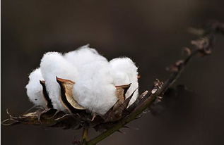 汽车棉花多少钱