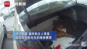 被汽车撞伤赔多少