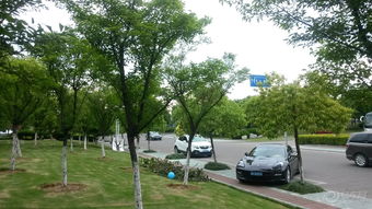 公园里有多少汽车