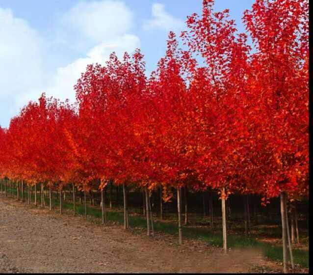 红枫汽车多少钱